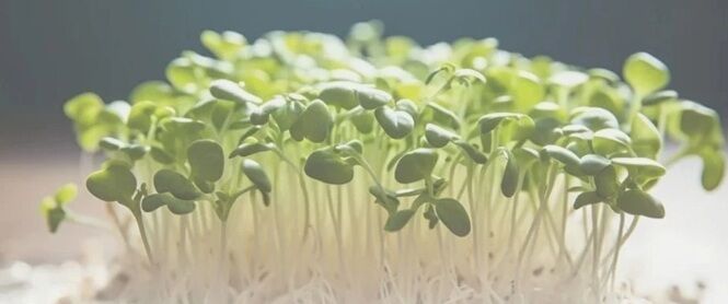 Al Khalidyia, Health & Beauty Items, SAR 150,  Automatic Sprouter &ndash; Bean Sprouts Maker &ndash; Good Condition