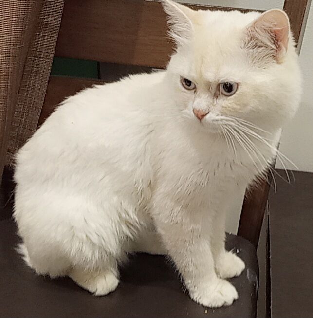 Al Khobar Al Shamalia, Pet Supplies, SAR 200,  Turkish Cat 🐈 For Adoption