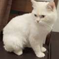 SAR 200,  Turkish Cat 🐈 For Adoption