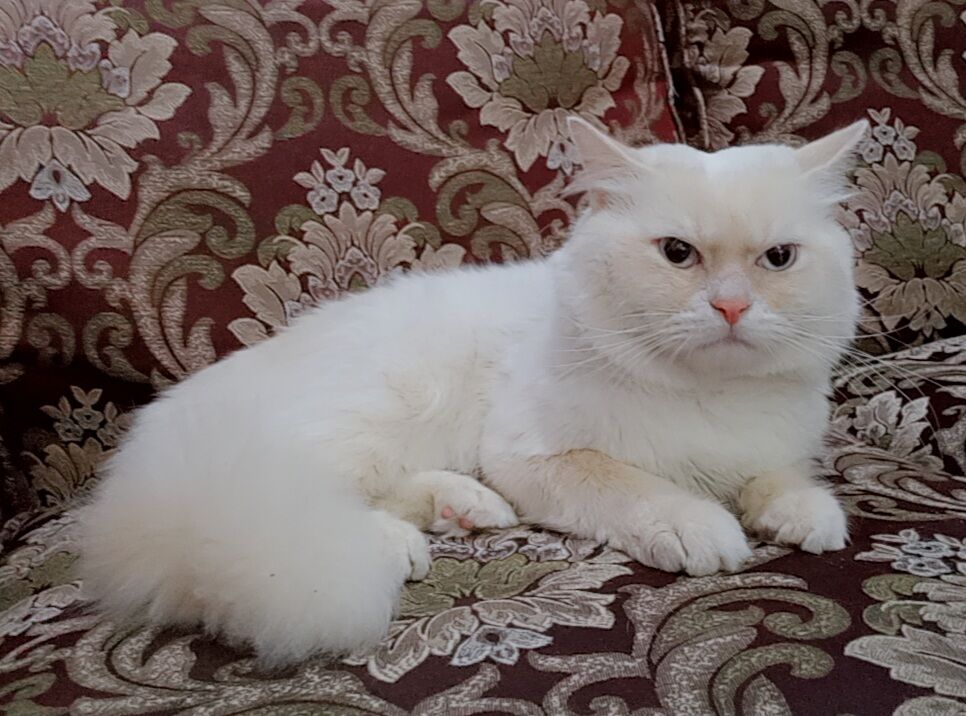 Al Khobar Al Shamalia, Pet Supplies, SAR 200,  Turkish Cat 🐈 For Adoption