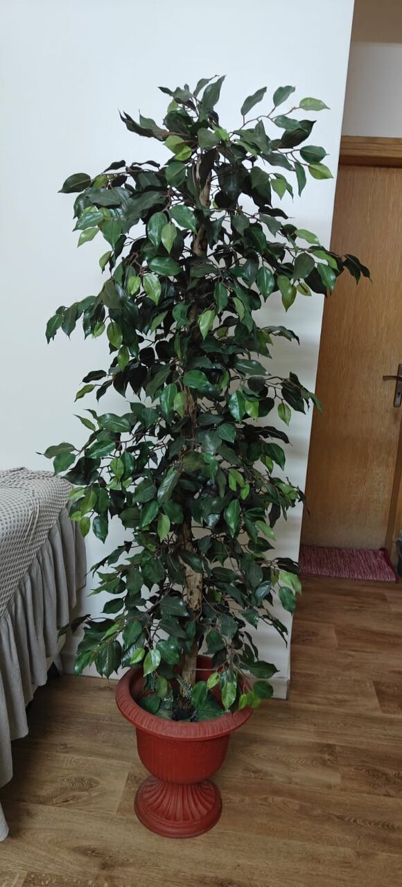 Al Malaz, Furniture, SAR 695,  Green Plant🌿, Lovely Green Couch(Home Box), Kitchen Table, Beautiful 2Side Sofa Table Etc