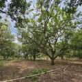THB 3500000,  6 BR,  2000 Sq. Feet,  พิกัด : วัดหินกอง ต.วังใหม่ อ.นายายอา
