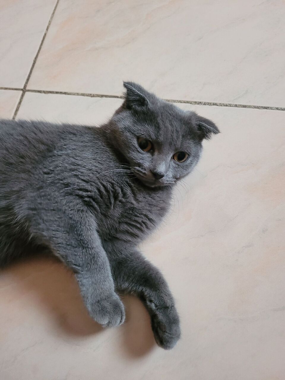 Jeddah, Pet Supplies, SAR 1200,  Mr.Jasper (Scottish Fold Cat)