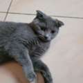 SAR 1200, Mr.Jasper (Scottish Fold Cat)