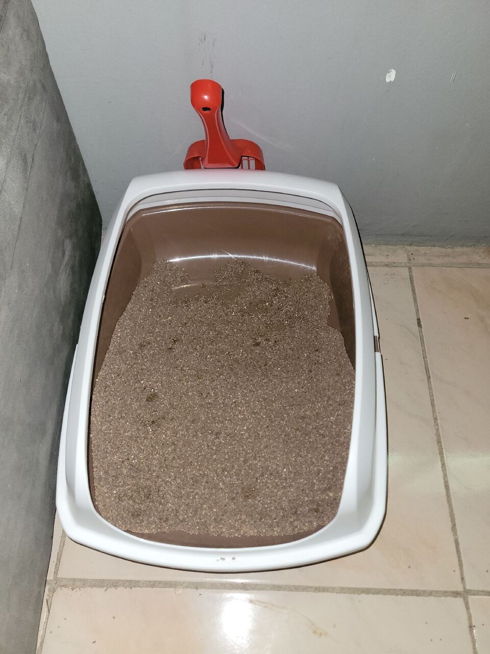Jeddah, Pet Supplies, SAR 1200,  Mr.Jasper (Scottish Fold Cat)