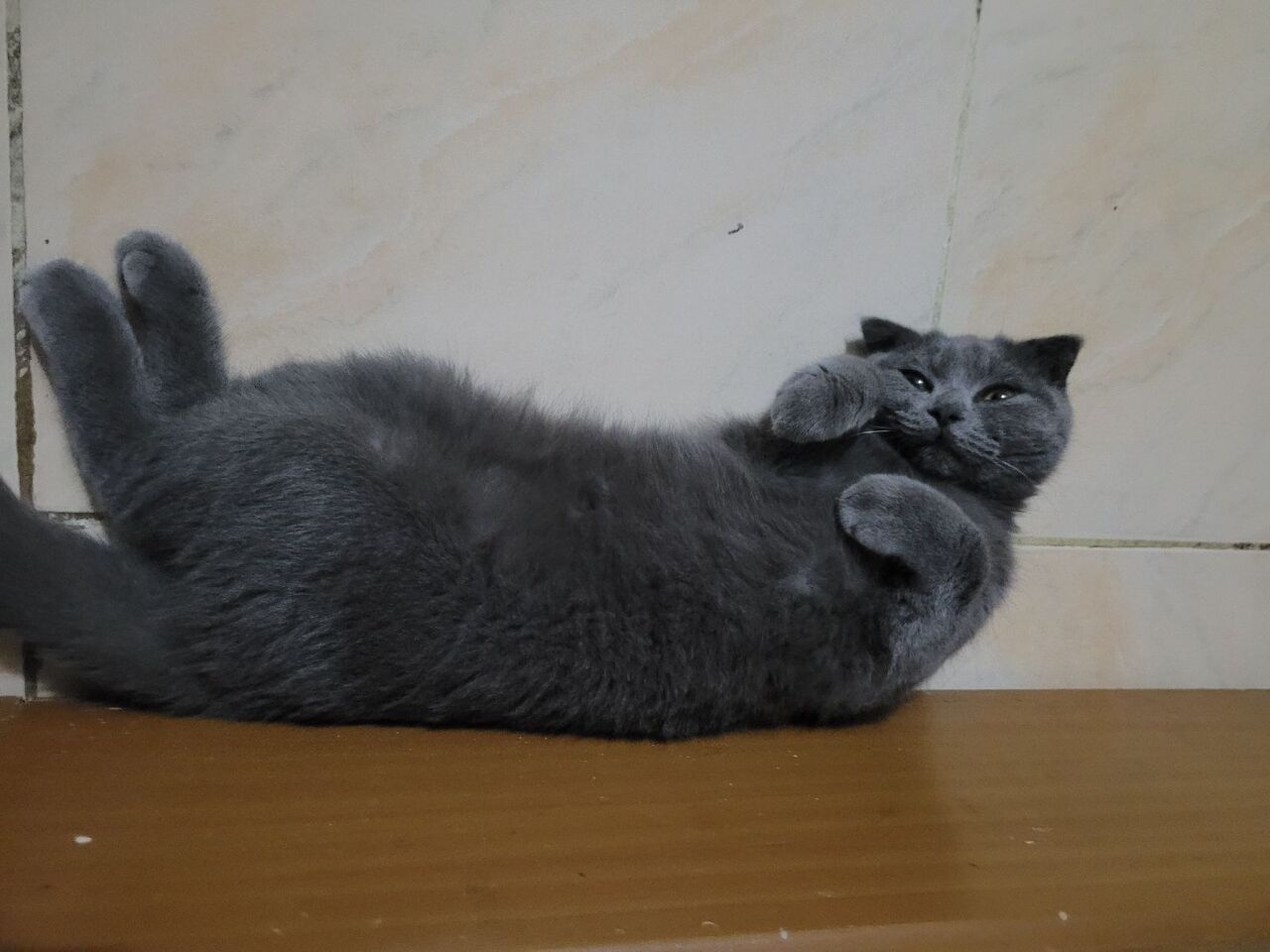 Jeddah, Pet Supplies, SAR 1200,  Mr.Jasper (Scottish Fold Cat)