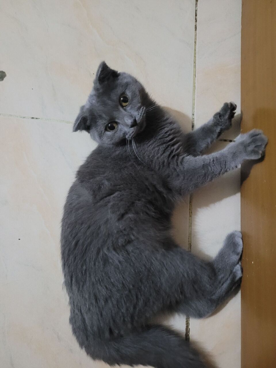Jeddah, Pet Supplies, SAR 1200,  Mr.Jasper (Scottish Fold Cat)
