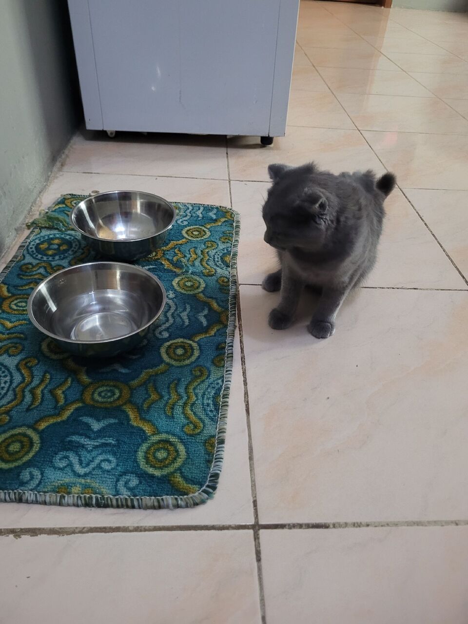 Jeddah, Pet Supplies, SAR 1200,  Mr.Jasper (Scottish Fold Cat)