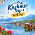 Kashmir Trip For 5 Days That Covering Srinagar + Gulmarg