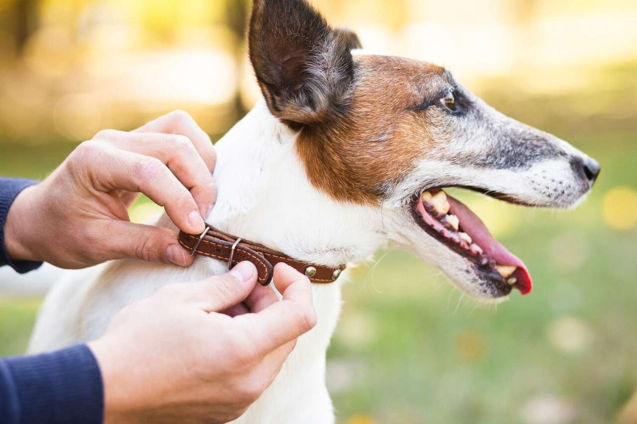 New York, Health, Veterinary Surgery In Oxford, MS | Oxford Veterinary Clinic