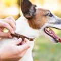 Veterinary Surgery In Oxford, MS | Oxford Veterinary Clinic