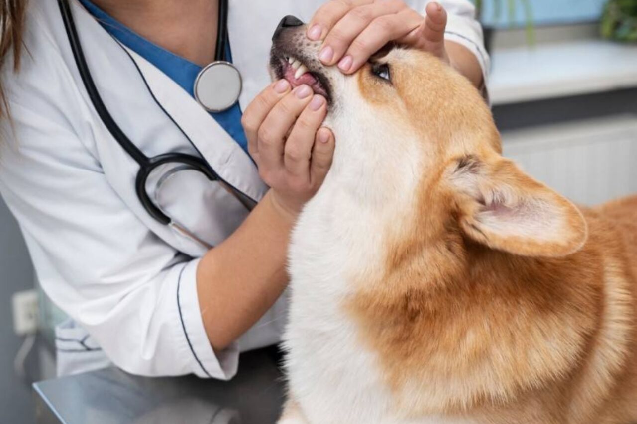 New York, Health, Veterinary Surgery In Oxford, MS | Oxford Veterinary Clinic