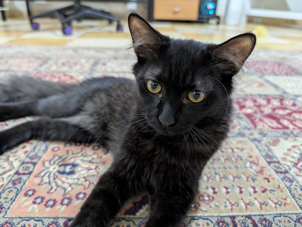 Jeddah, Pet Adoption, Cats For Adoption