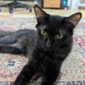 Cats For Adoption