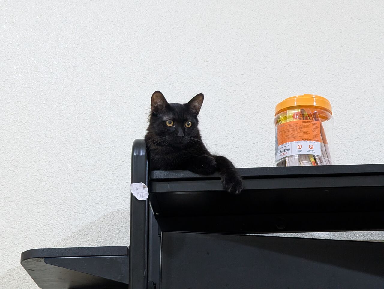 Jeddah, Pet Adoption, Cats For Adoption