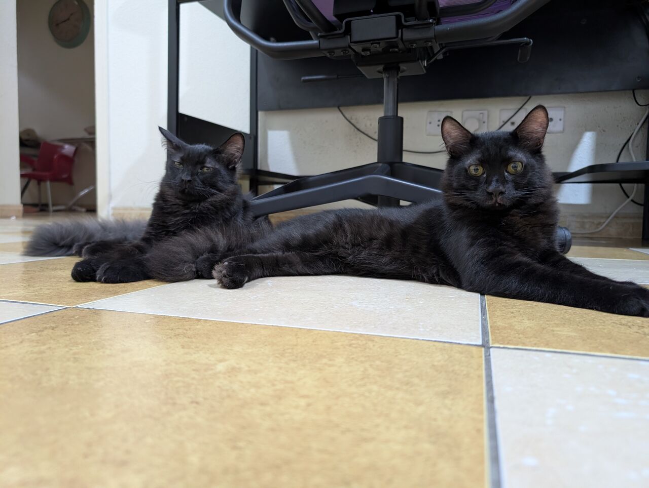 Jeddah, Pet Adoption, Cats For Adoption