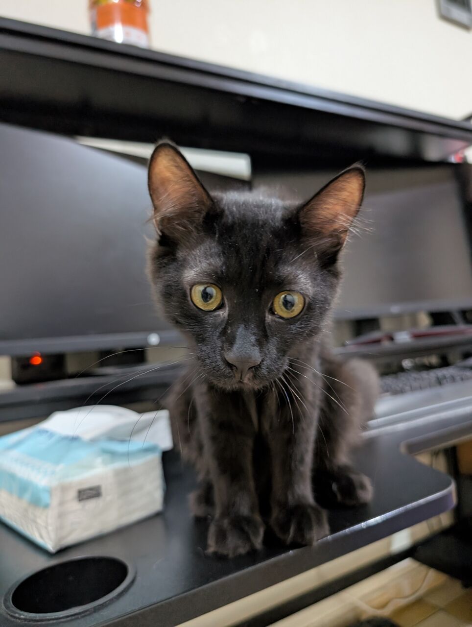 Jeddah, Pet Adoption, Cats For Adoption
