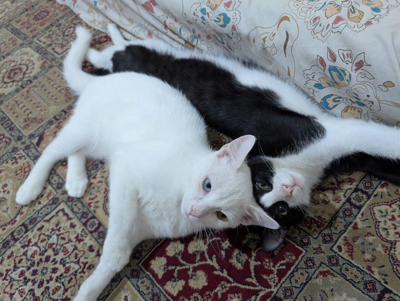 Jeddah, Pet Adoption, Cats For Adoption