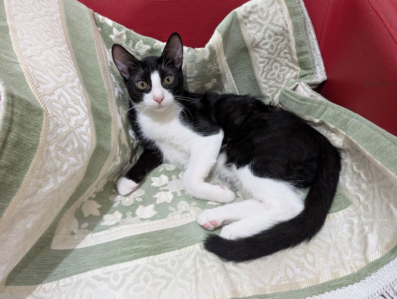 Jeddah, Pet Adoption, Cats For Adoption