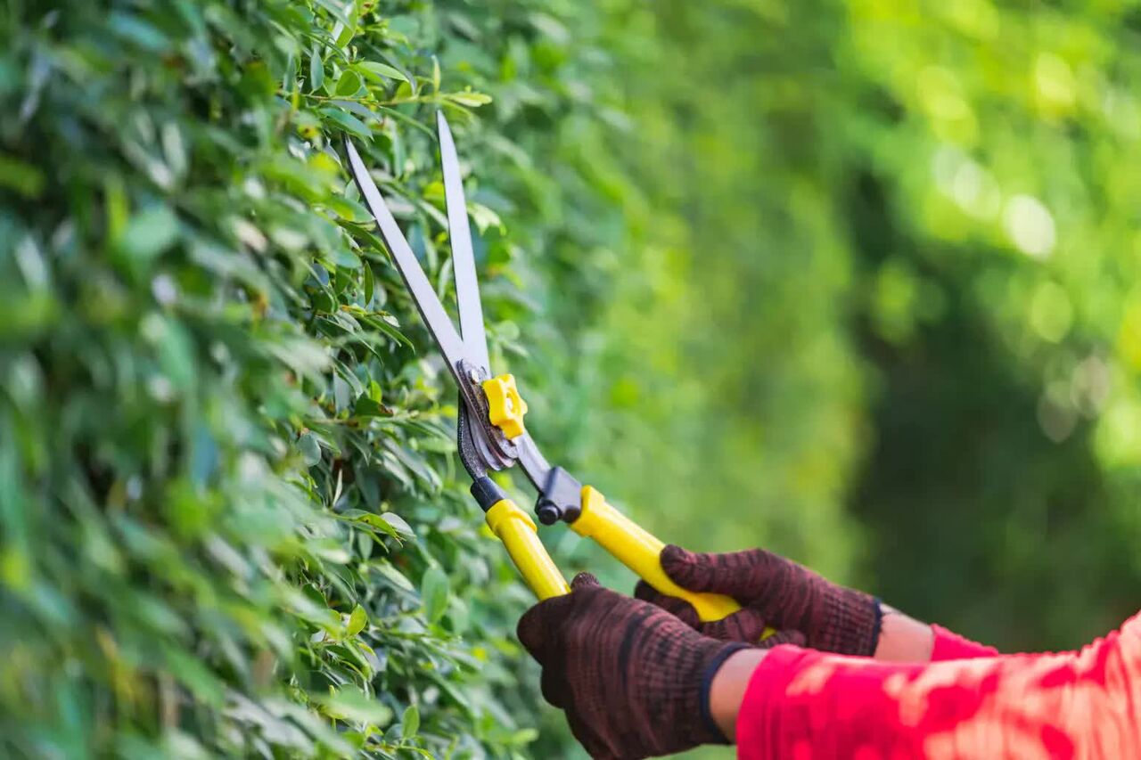 Melbourne, Business, Keep Your Trees Healthy With Professional Arborist Services Melbourne