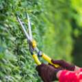 Keep Your Trees Healthy With Professional Arborist Services Melbourne