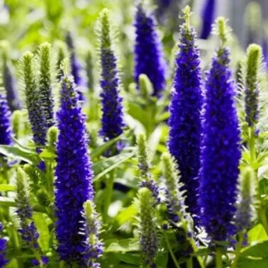 New York, Farm/Garden, Transform Your Garden With An Online Plant Nursery