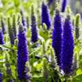 Transform Your Garden With An Online Plant Nursery