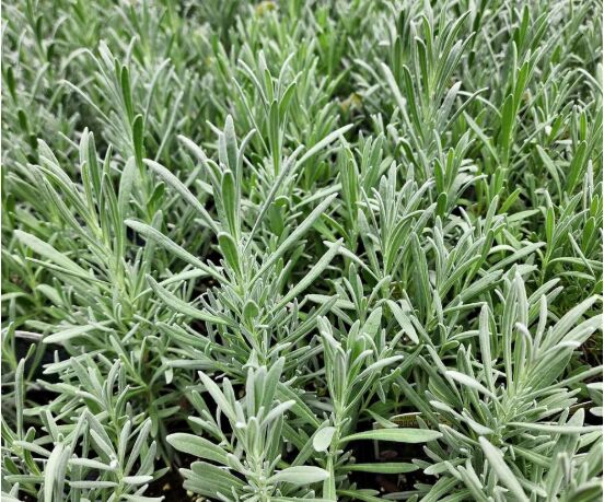 New York, Farm/Garden, Transform Your Garden With An Online Plant Nursery