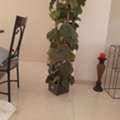 SAR 165,  Artificial Plant