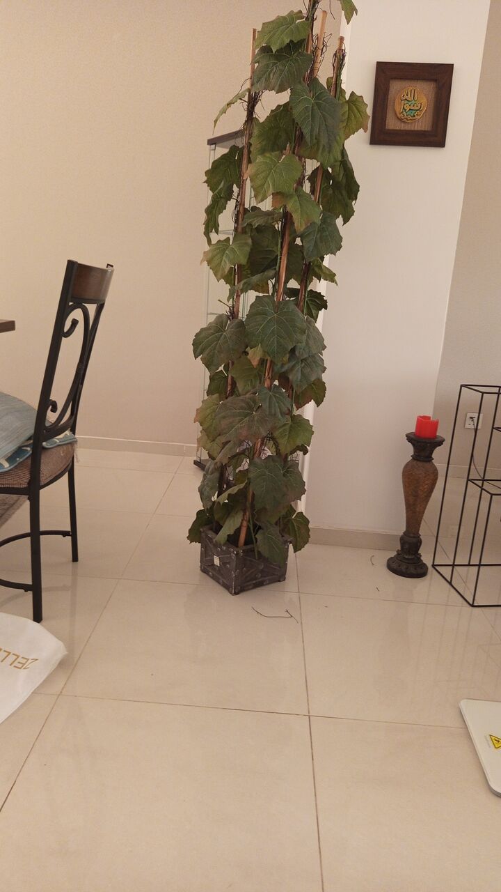 Salamah, Household Items, SAR 65,  Artificial Plant