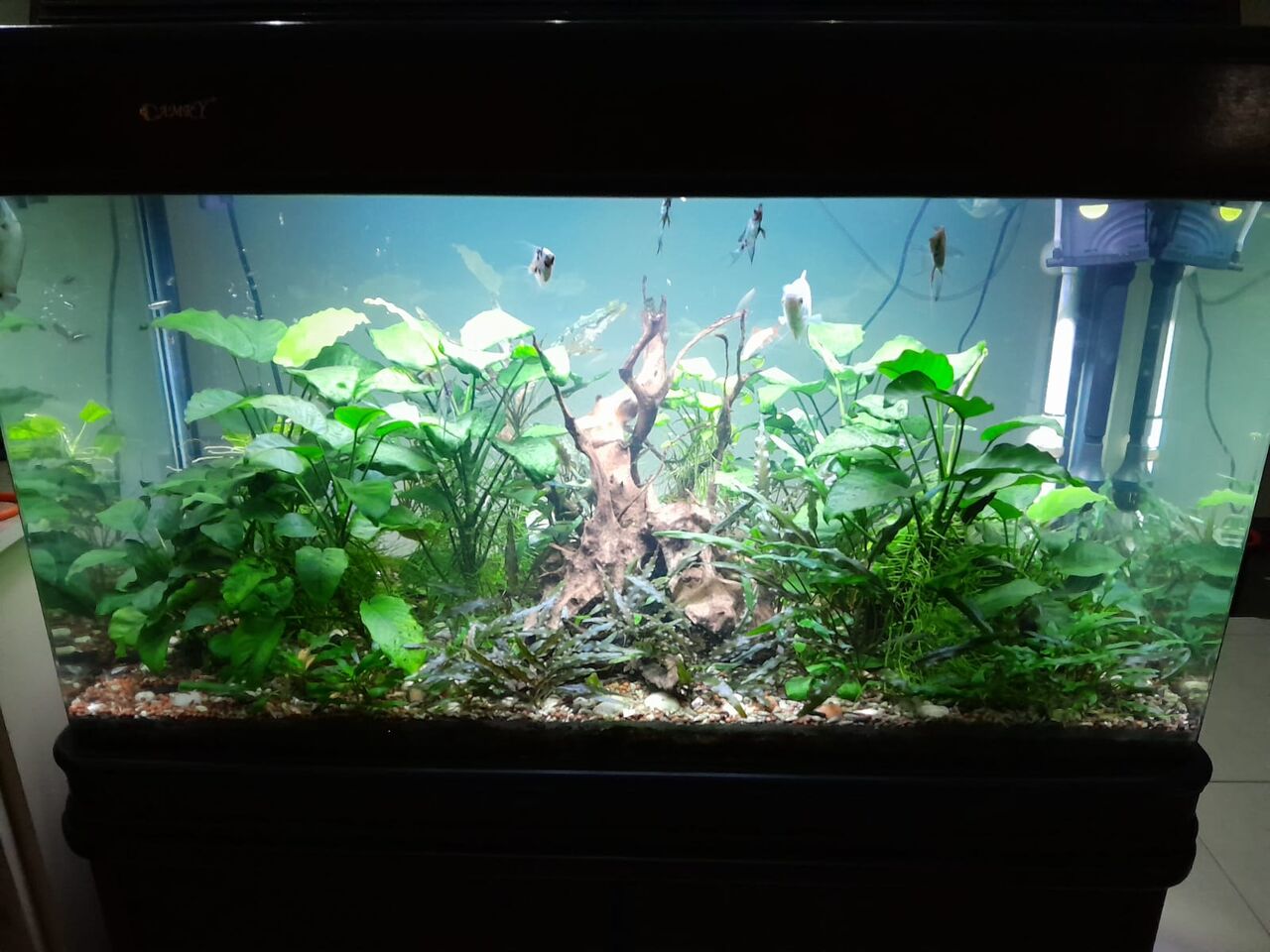 Manama, Furniture, BHD 70,  Fresh Water Fish Aquarium For Sale