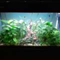 BHD 70,  Fresh Water Fish Aquarium For Sale