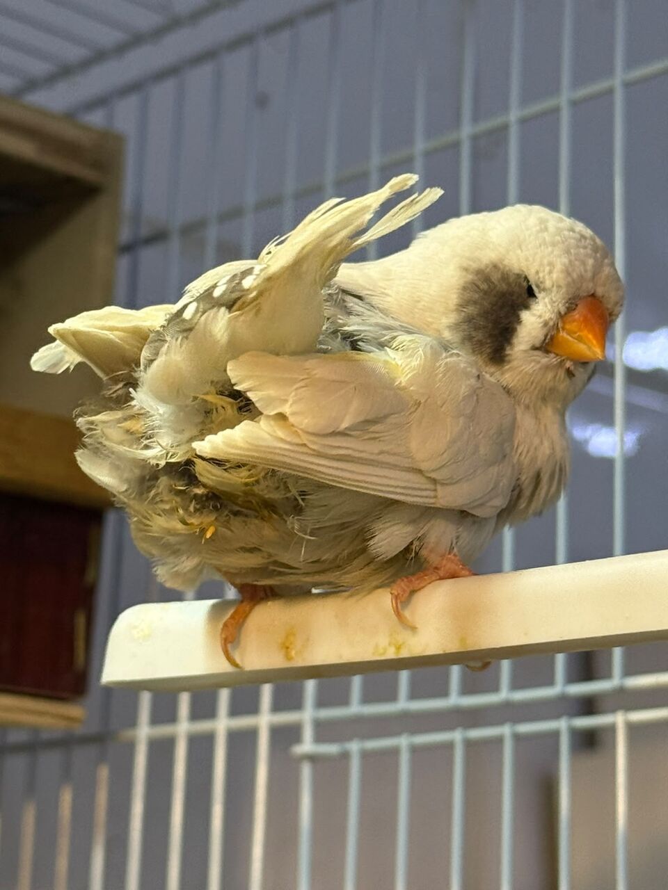 Jeddah, Pet Supplies, SAR 900,  Jumbo Size Zebra Finches Forsale