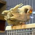 SAR 900, Jumbo Size Zebra Finches Forsale