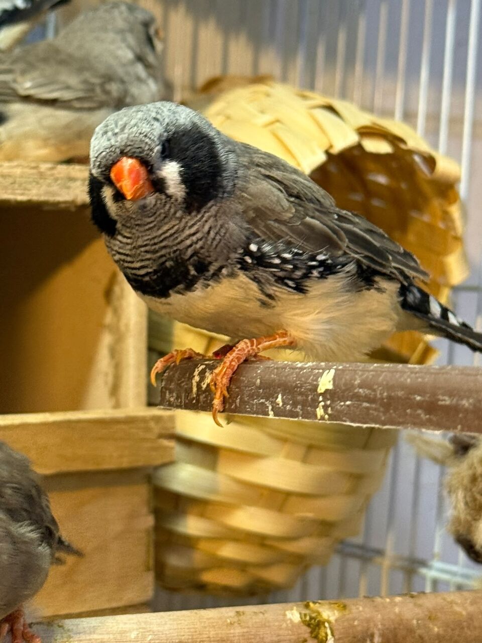 Jeddah, Pet Supplies, SAR 900,  Jumbo Size Zebra Finches Forsale