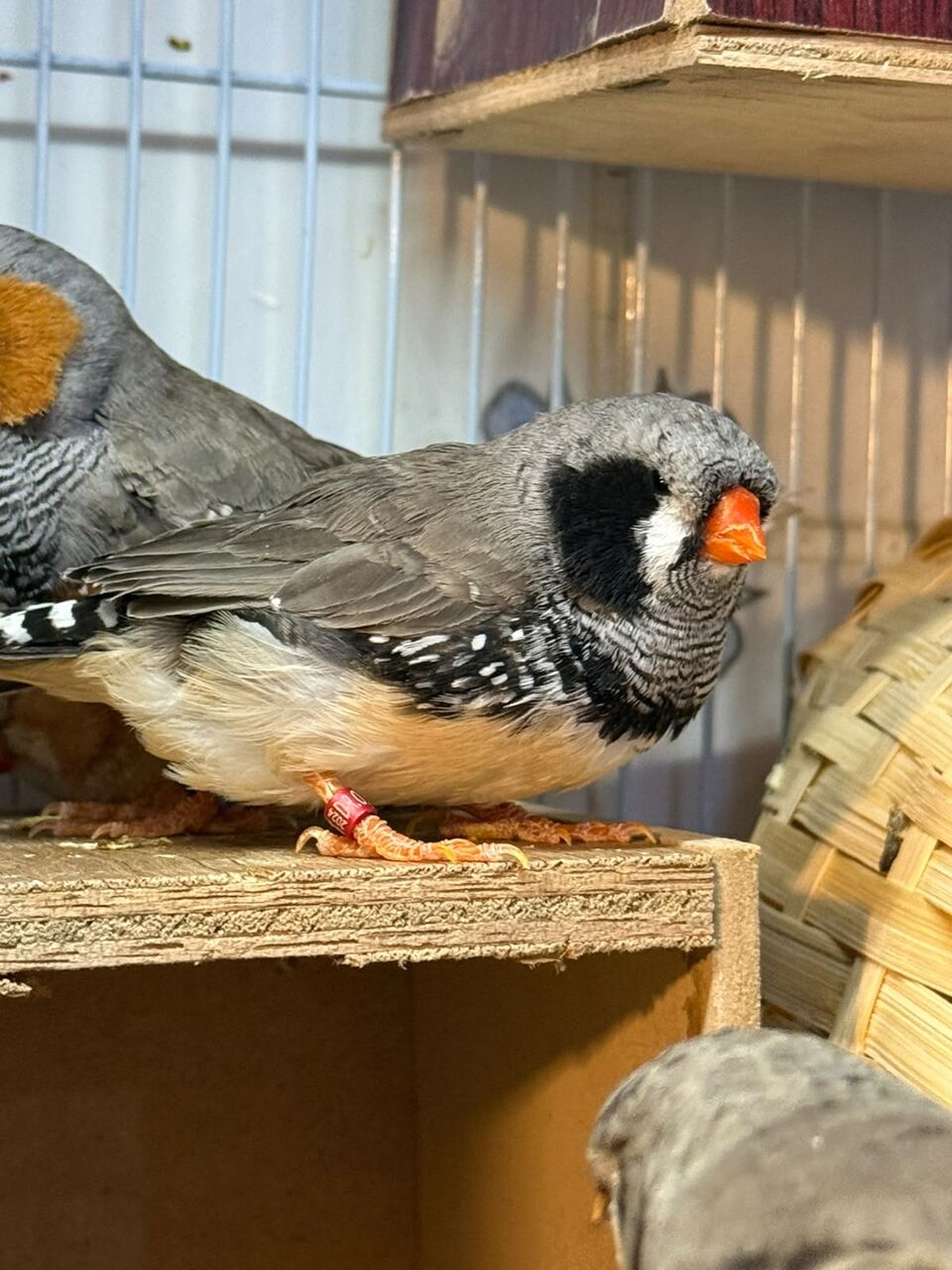 Jeddah, Pet Supplies, SAR 900,  Jumbo Size Zebra Finches Forsale