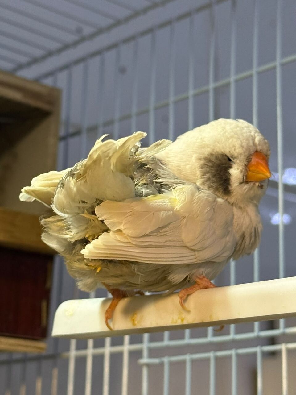 Jeddah, Pet Supplies, SAR 900,  Jumbo Size Zebra Finches Forsale