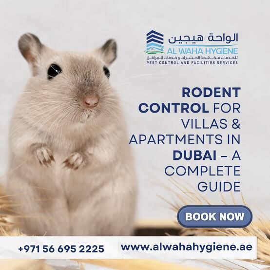 Dubai, Business, Dealing With Rodents In Dubai? Call Al Waha Hygiene At +971 56 695 2225