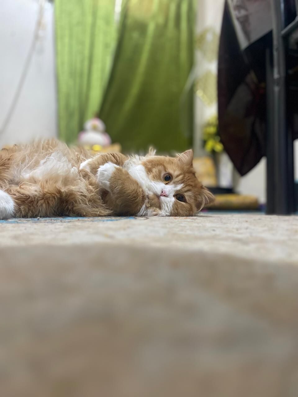 Riyadh, Pet Adoption, Golden Brown Male Persian Cat - Free To A Loving Home