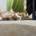 Golden Brown Male Persian Cat - Free To A Loving Home