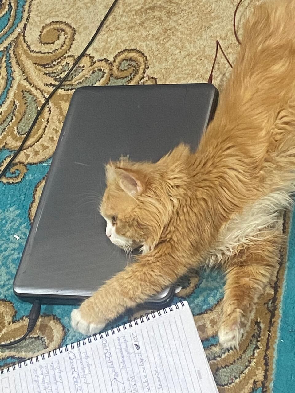Riyadh, Pet Adoption, Golden Brown Male Persian Cat - Free To A Loving Home
