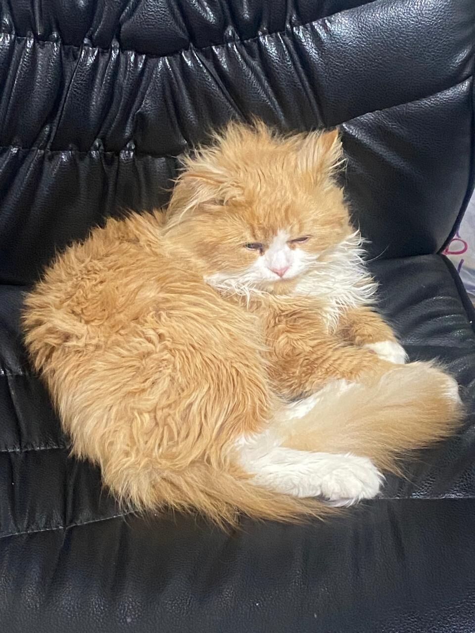 Riyadh, Pet Adoption, Golden Brown Male Persian Cat - Free To A Loving Home