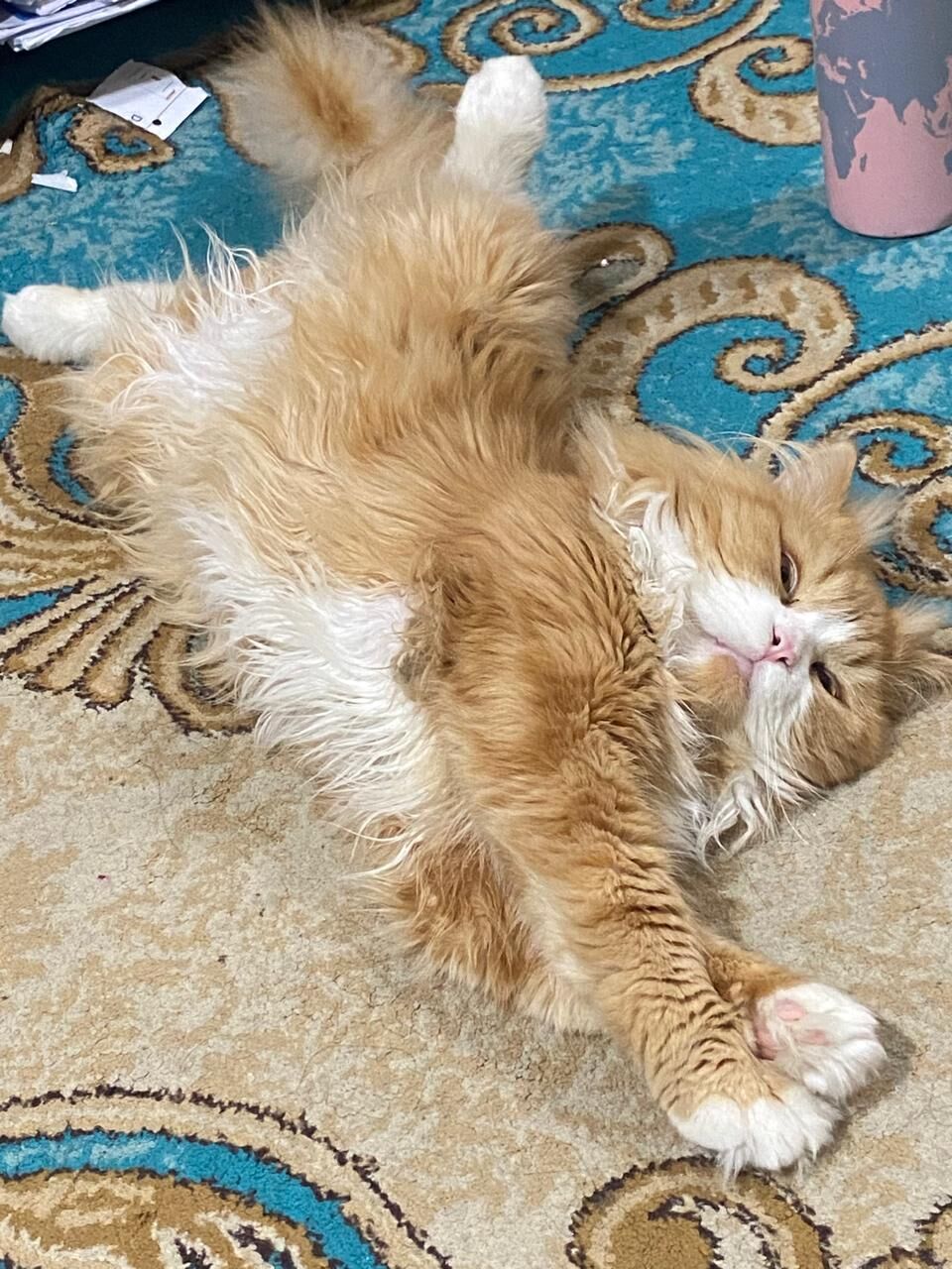 Riyadh, Pet Adoption, Golden Brown Male Persian Cat - Free To A Loving Home