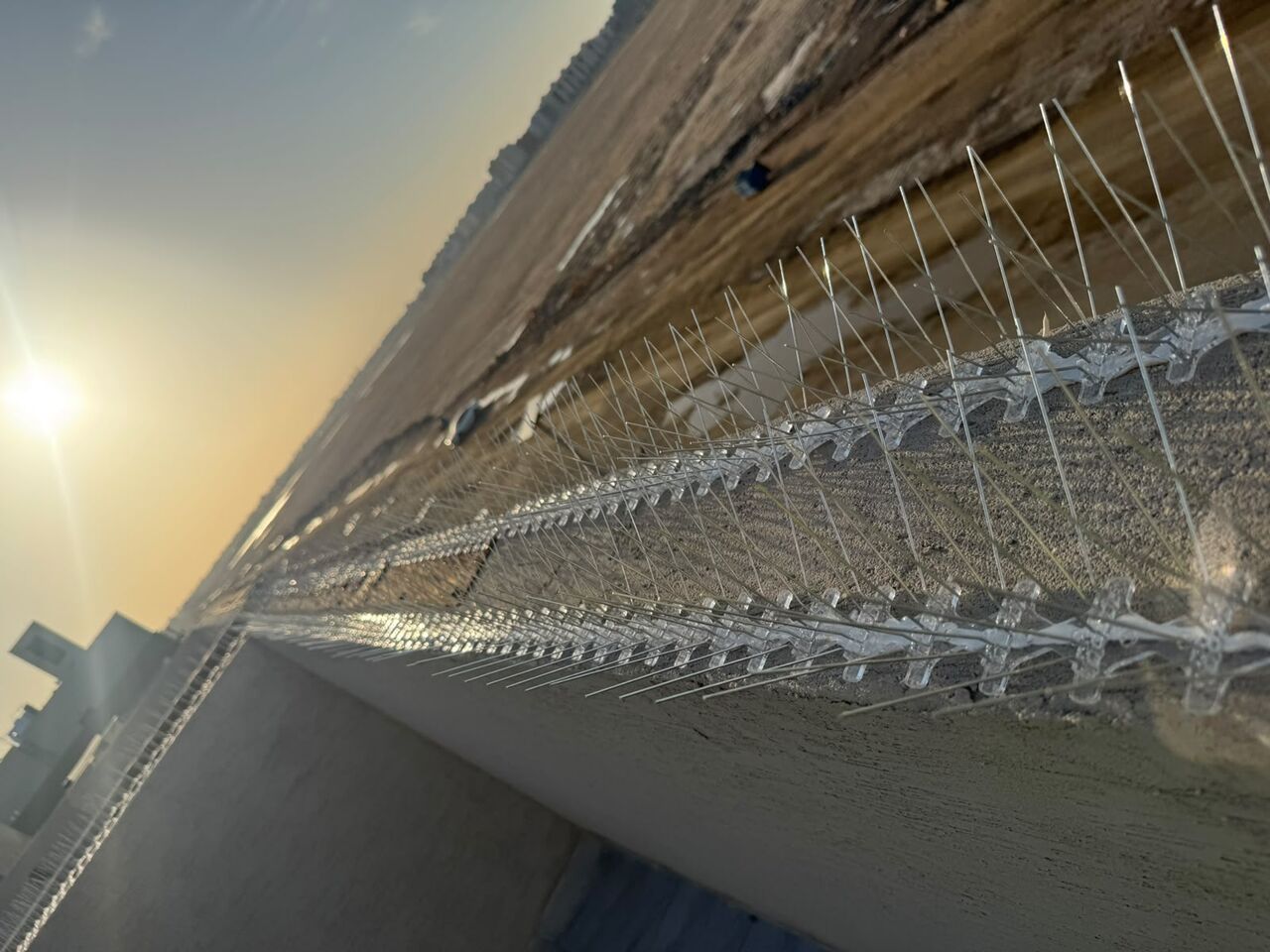 Jeddah, Pest Control, 🐦 Bird Spikes In Jeddah | Pigeon Spikes & Bird Control