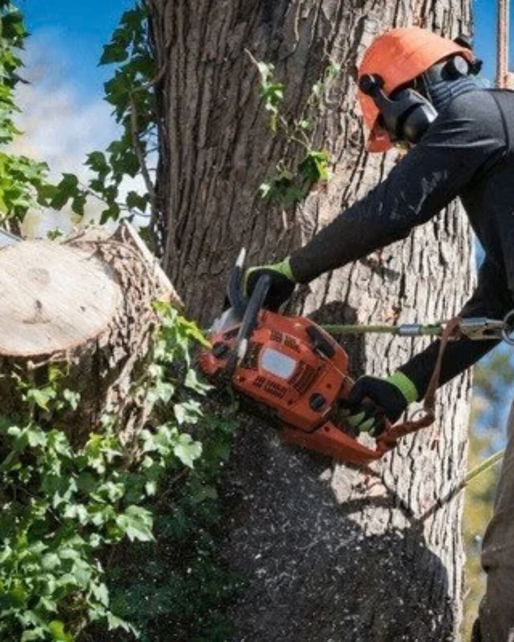 New York, Business, Tree Removal Hazardous