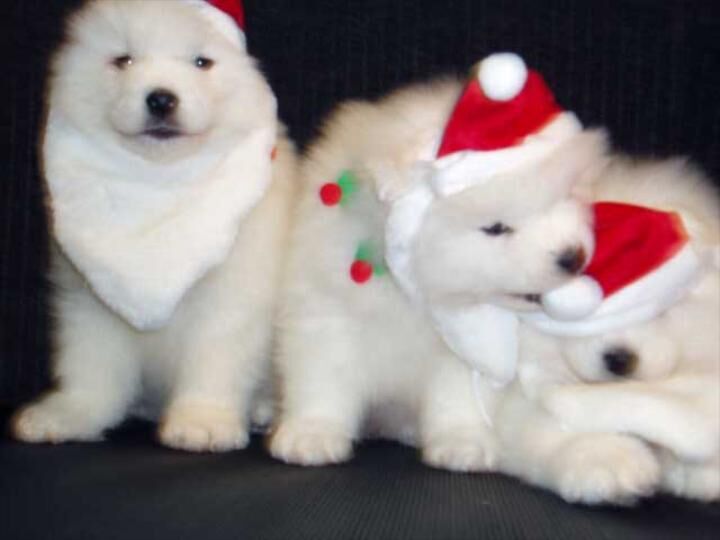 New York, Pet Supplies, Find Friendly Samoyed Dogs For Sale In Illinois Today