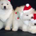 Find Friendly Samoyed Dogs For Sale In Illinois Today