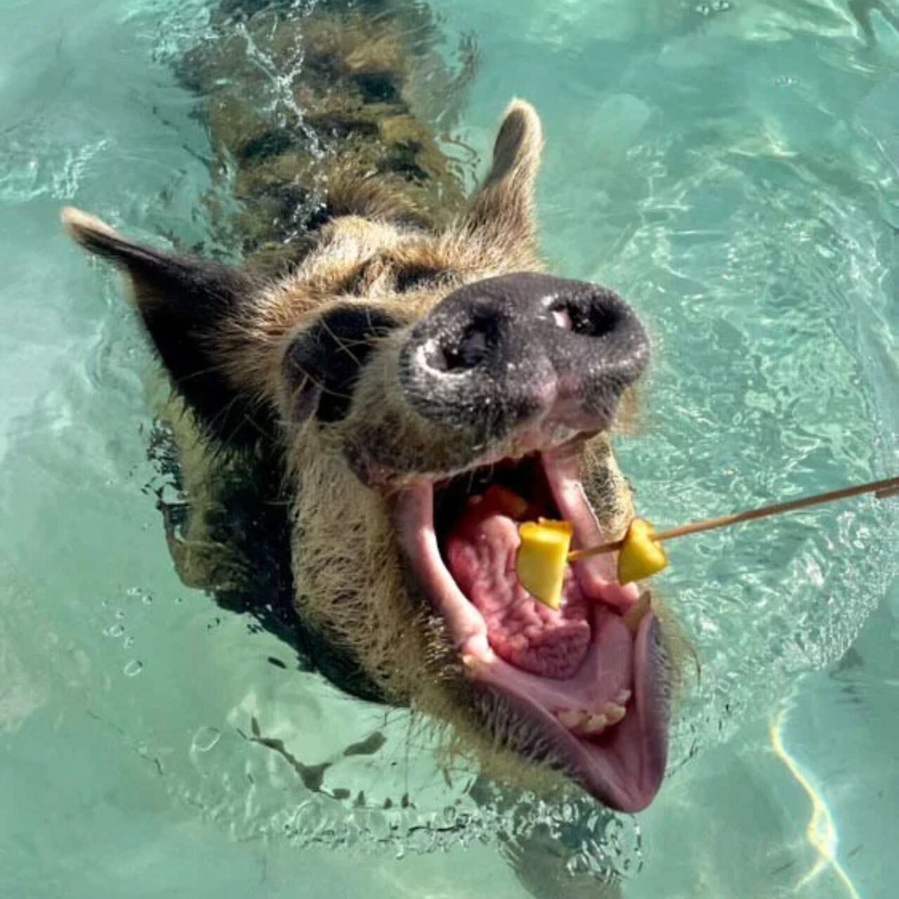Bahamas, Travel, Enjoy A Unique Island Experience With Swim With Pigs Freeport Bahamas