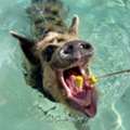 Enjoy A Unique Island Experience With Swim With Pigs Freeport Bahamas