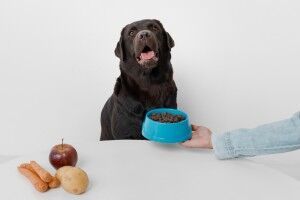 San José, Food Delivery, Comida Para Perros Alérgicos